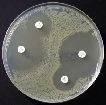 Mueller-Hinton - Agar