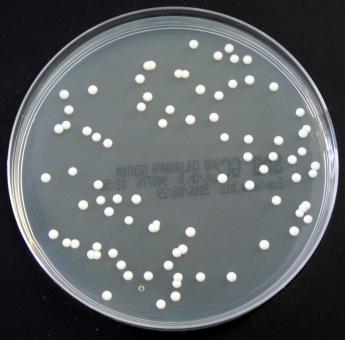 Sabouraud-Glucose-Agar mit Chlora. und Gentamicin