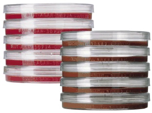 Pilzagar nach Kimmig 