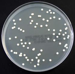 Sabouraud-Glucose-Agar mit Chlora. und Gentamicin 